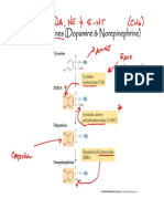 Catecholamines (Dopamine & Norepinephrine)