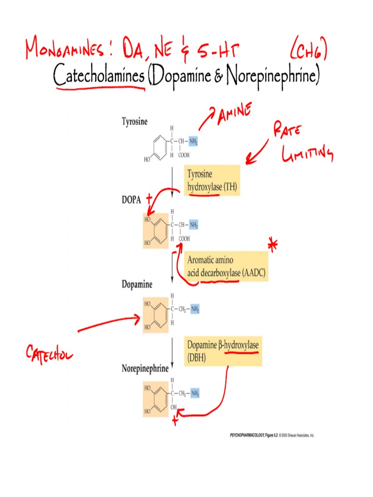 Catecholamines (Dopamine & Norepinephrine) | PDF