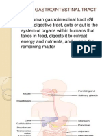 Human Gastrointestinal Tract