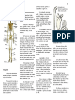 Anat Osteologia (1)