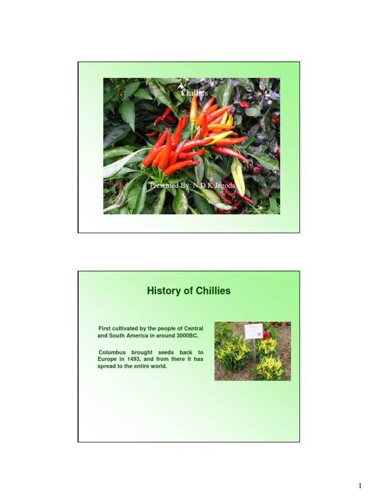 Chillies | PDF | Chili Pepper | Capsicum