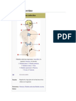 Sistema Endocrino