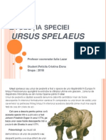Evolutia Speciei Ursus Spelaeus. Peticila Cristina Elena 201 B