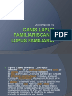 Canis Lupus FamiliarisCanis Lupus Familiaris