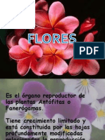 Flores 