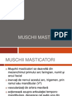 MUSCHII MASTICATORI