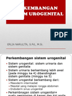 2.6 Perkembangan Sistem Urogenital 1