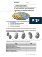 Actividad - Ciclo Celular Prof Tec 2010