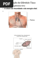 A Função Da Glândula Timo