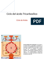 Ciclo Del Ácido Tricarboxílico