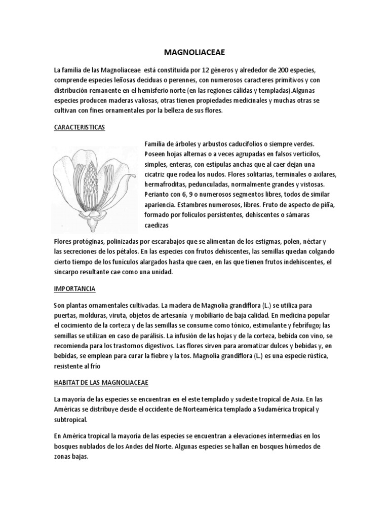 Características y Cultivo de Magnoliaceae | PDF | Botánica ...