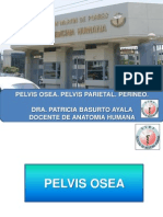 Pelvis Osea, Pelvis Parietal y Perine