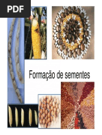 Formação de Sementes