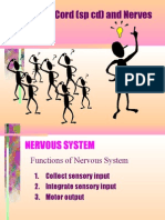 Spinal Cord + Nerves