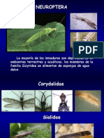 F Neuroptera Familias