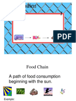 Food Chains & Webs