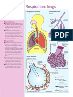 SVRbio168 Respiration Lungs