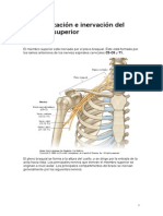 Vascularizacion e Inervacion Del Miembro Superior