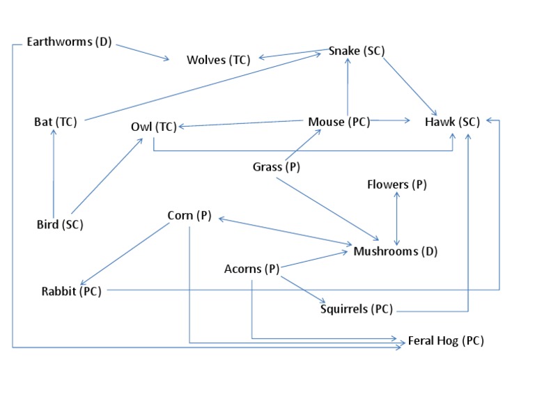 Food Chain Roles Explained | PDF | Birds Of Prey | Birds