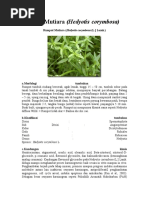 Download Rumput Mutiara by bedul_bae SN22739440 doc pdf