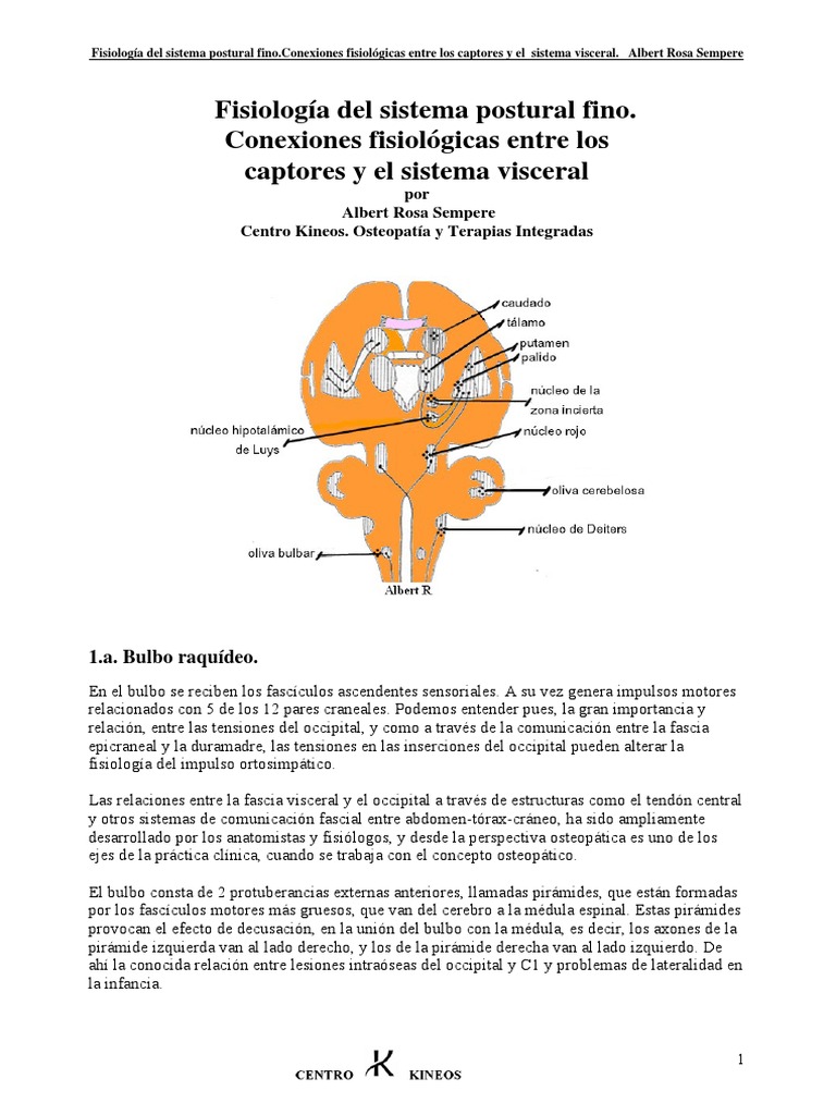 Conexiones entre captores y sistema visceral | PDF | Cerebelo | Médula ...
