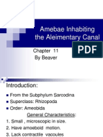 Amebae Inhabiting The Aleimentary Canal: by Beaver