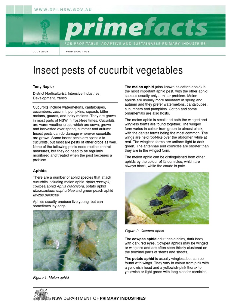 Insect Pests of Cucurbit Vegetables | PDF | Coccinellidae | Beetle