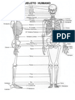 Esqueleto Humano