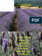 Lavanda