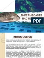 Enfermedades Bacterianas