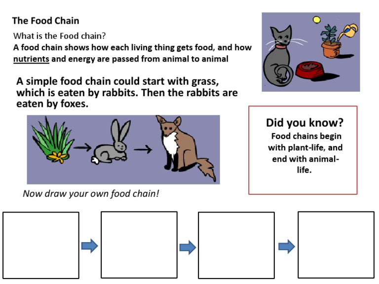 how many links do food chains have
