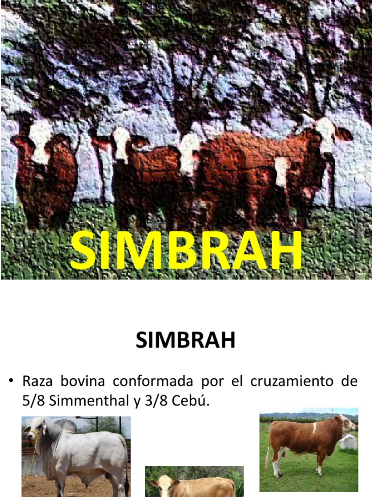 Raza Simbrah: Ventajas y Características | PDF | Cocina, comidas y vino ...