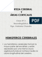 Clase 2 - CORTEZA CEREBRAL Y +üREAS CEREBRALES CLASE 2 2011