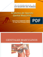 Anatomia Del Aparato Genital Masculino
