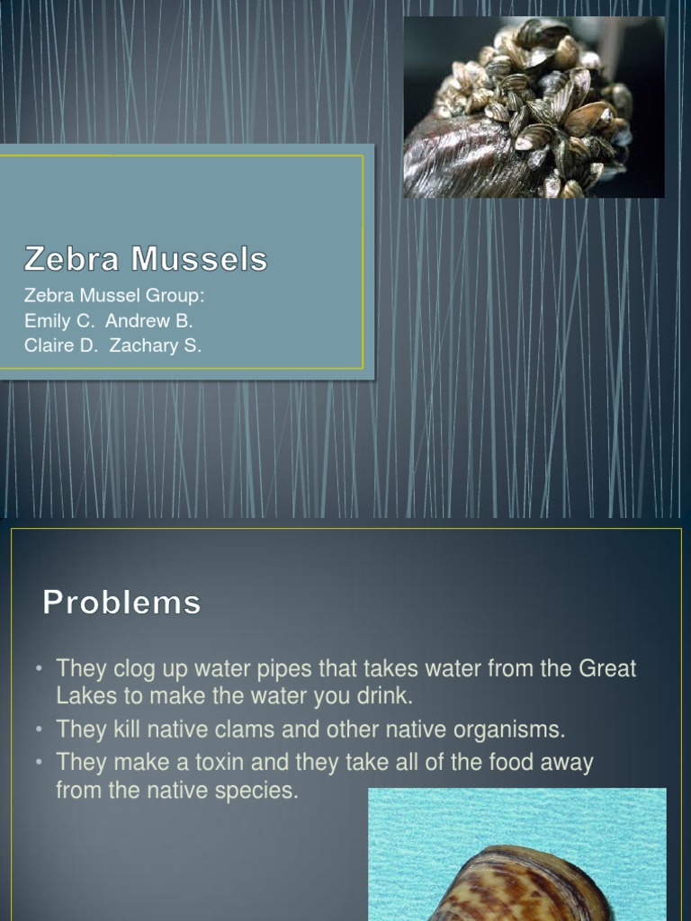 Zebra Mussels | PDF | Science & Mathematics