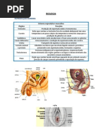 Resumos de Biologia U1-1.3 Aluna Sara Ventura