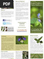 Download Clemson University Benghal Dayflower brochure by Island Packet and Beaufort Gazette SN227721749 doc pdf