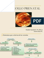 Desarrollo Prenatal2