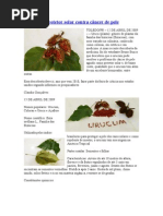 urucum