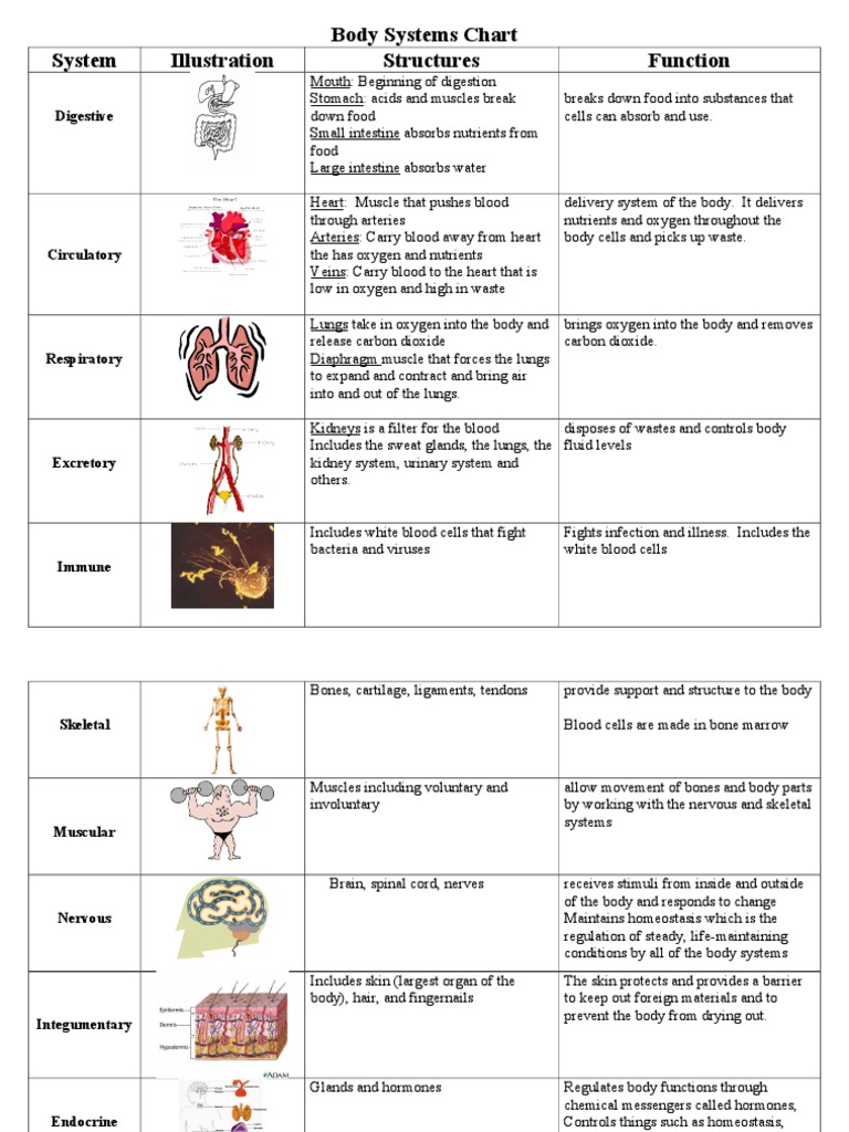 Body Systems Chart Key