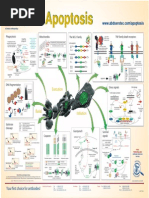 Apoptosis Poster PDF