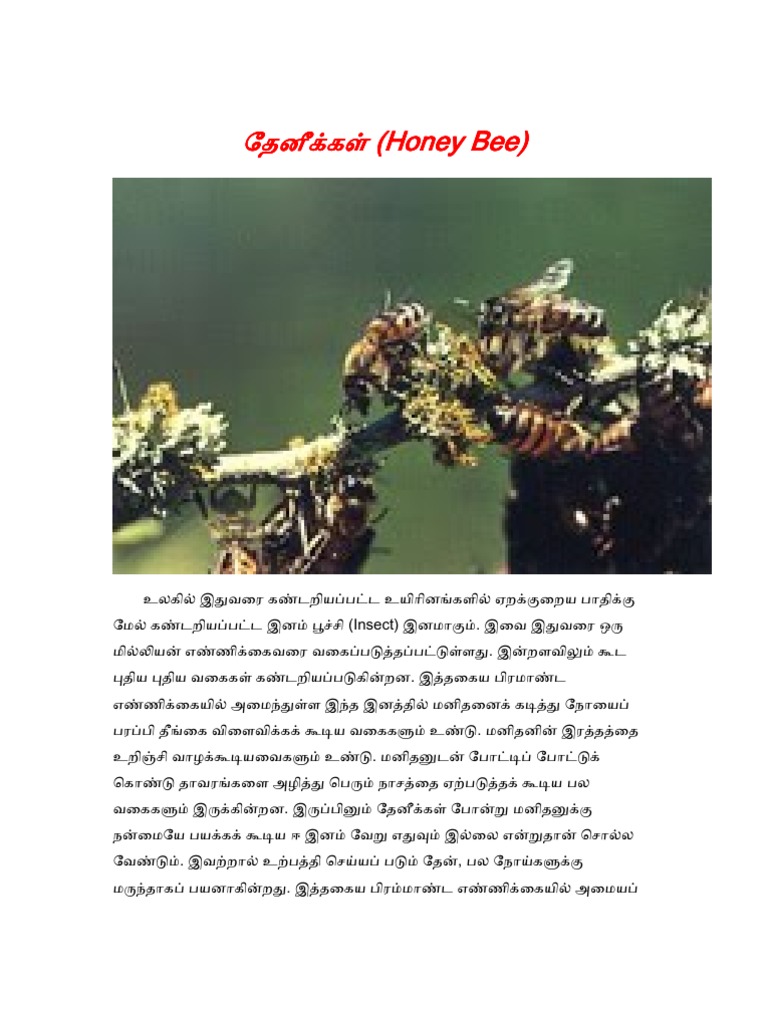 Honey Bee in Tamil