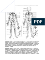 Arbore Cardiovascular