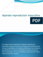 Aparato Reproductor Masculino