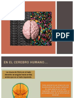 Asimetría Cerebral