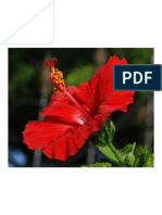 China Rose PDF