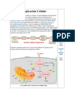 Bioquimica Recurse