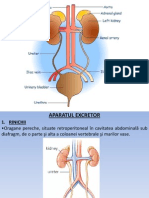 Sistemul Excretor