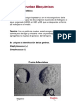 Pruebas Bioquimicas Mejorado