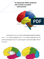 Manifestari Ale Afectiunilor Lobului Parietal